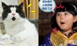 猫脸女孩爆料视频大全下载,揭秘网络红人神秘面纱